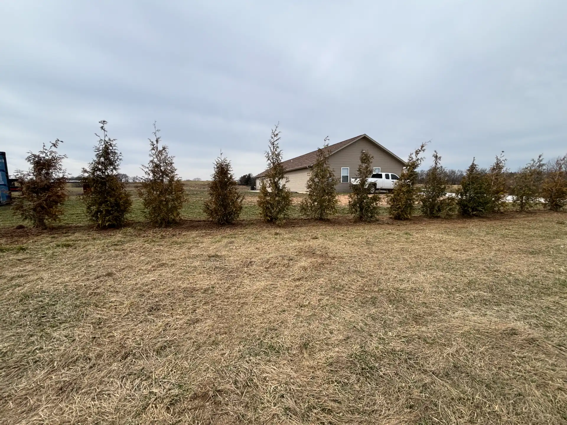 Arborvitae Privacy Row