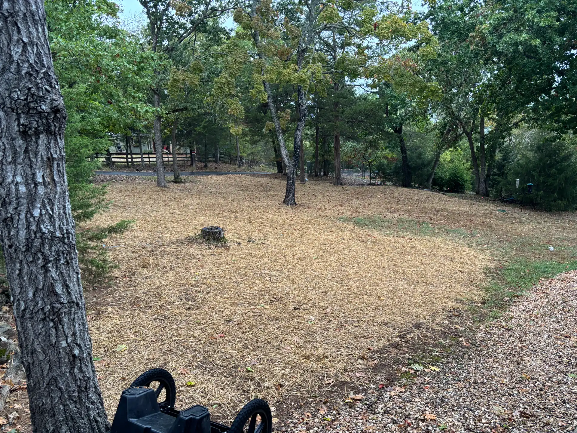 Wooded Lot Cleanup