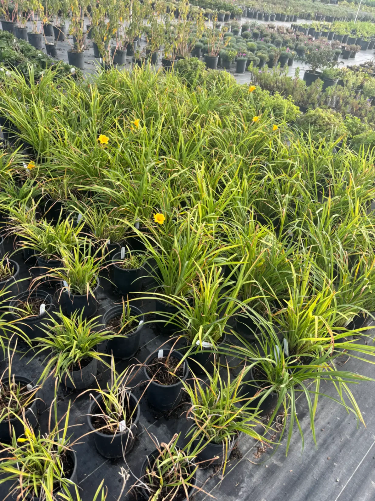 Daylily Nursery Pickup